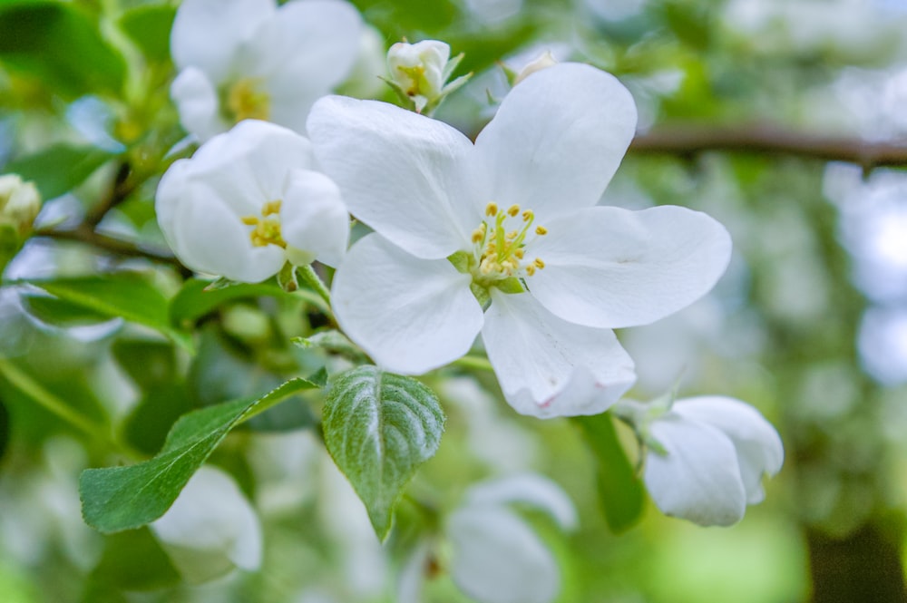 fiore bianco in lente tilt shift