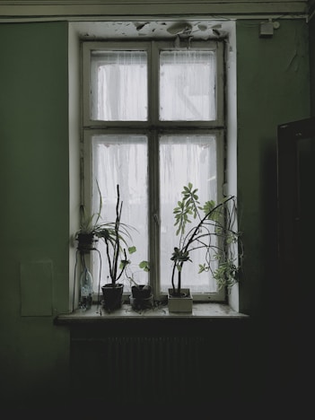 green potted plant on window