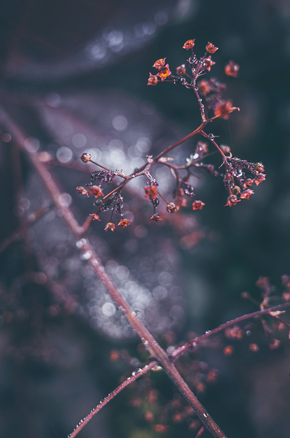 red and white flower buds