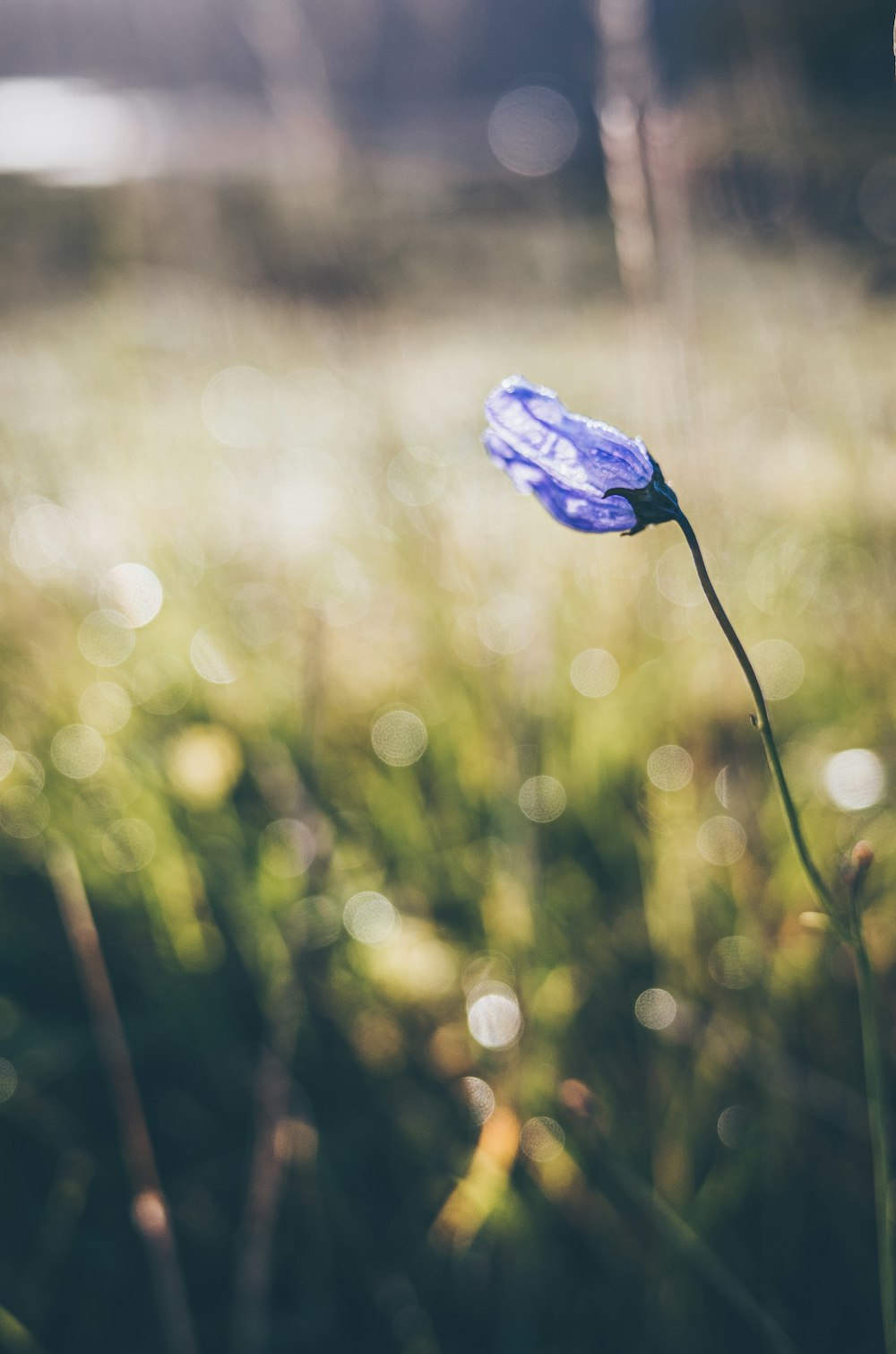 blue flower in tilt shift lens