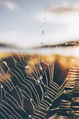 Close-up of a dew-covered spiderweb glistening in morning sun.