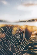 Close-up of dew drops on a spiderweb in morning light.