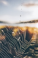 A macro photo of dew drops on a spider web in early morning.