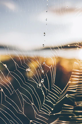 Close-up of a dew-covered spiderweb glistening in morning sun.