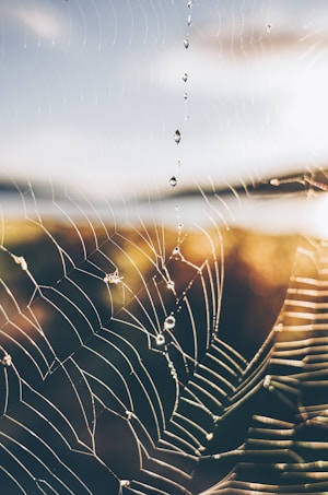 A close-up of a spider web with morning dew droplets clinging to its strands. The background is softly blurred, creating a bokeh effect that emphasizes the delicate structure of the web. Sunlight enhances the glistening appearance of the water droplets.