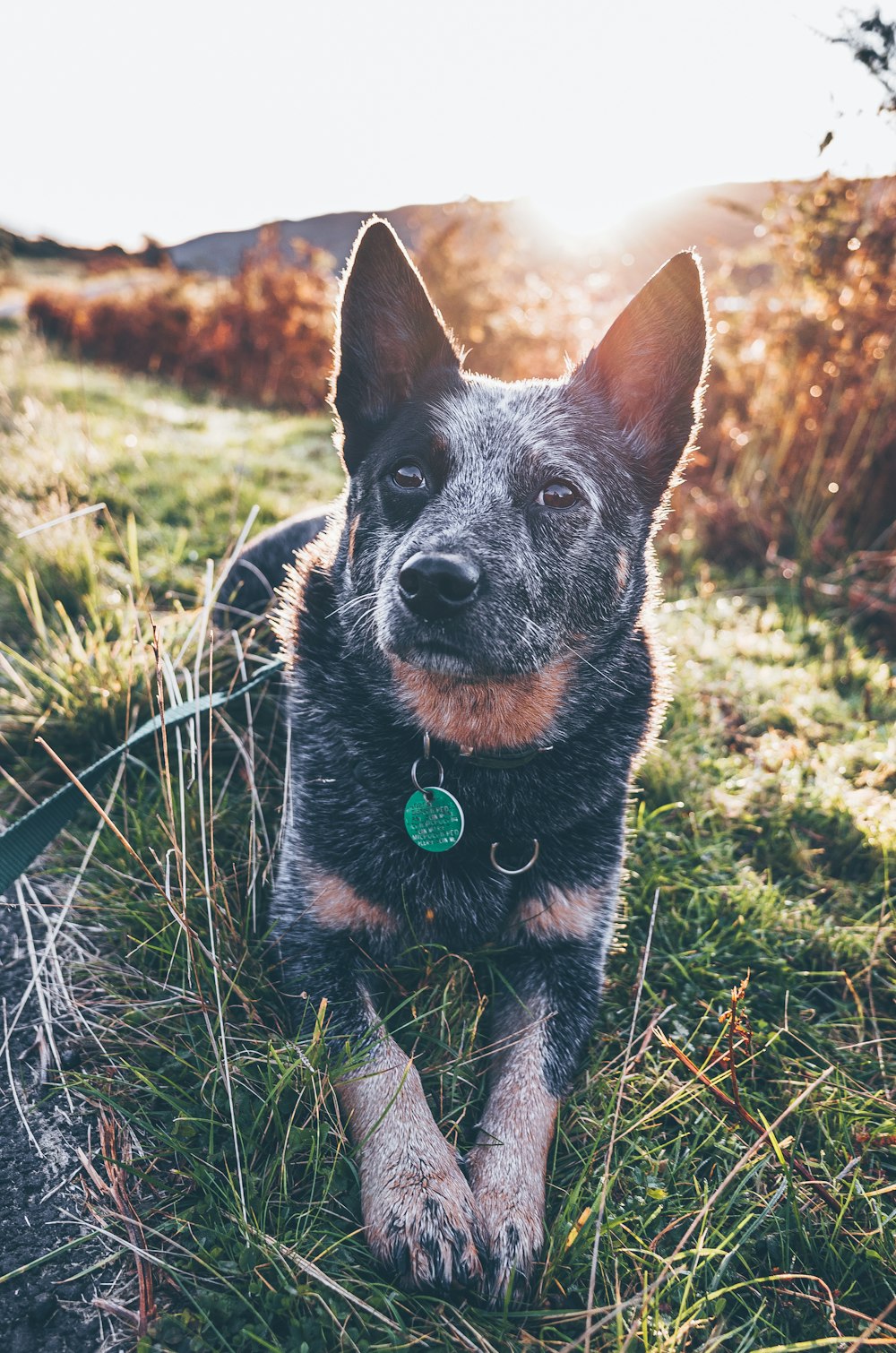 Perro de pelo corto blanco y negro sobre hierba verde durante el día