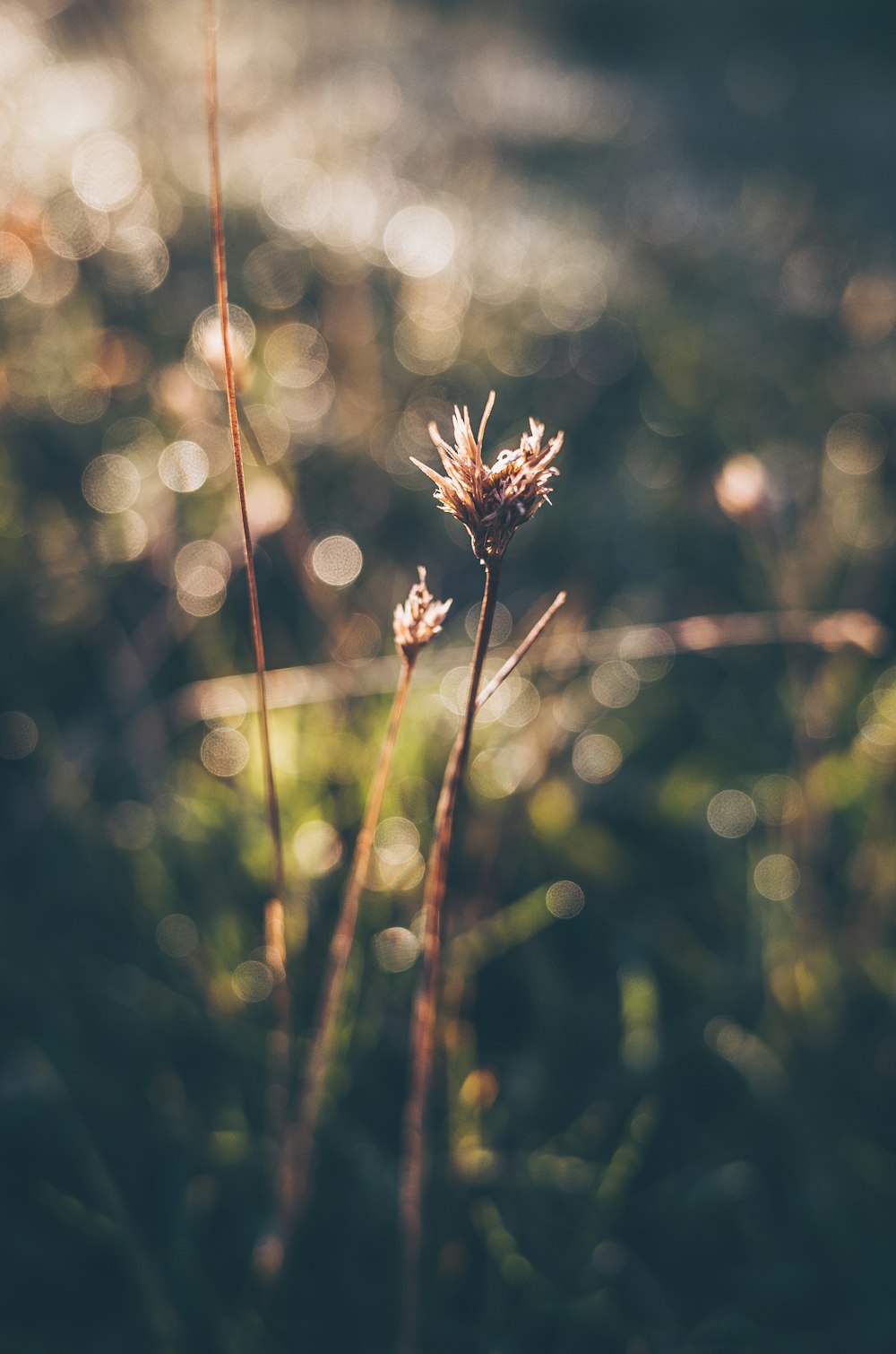 pianta marrone nella lente tilt shift