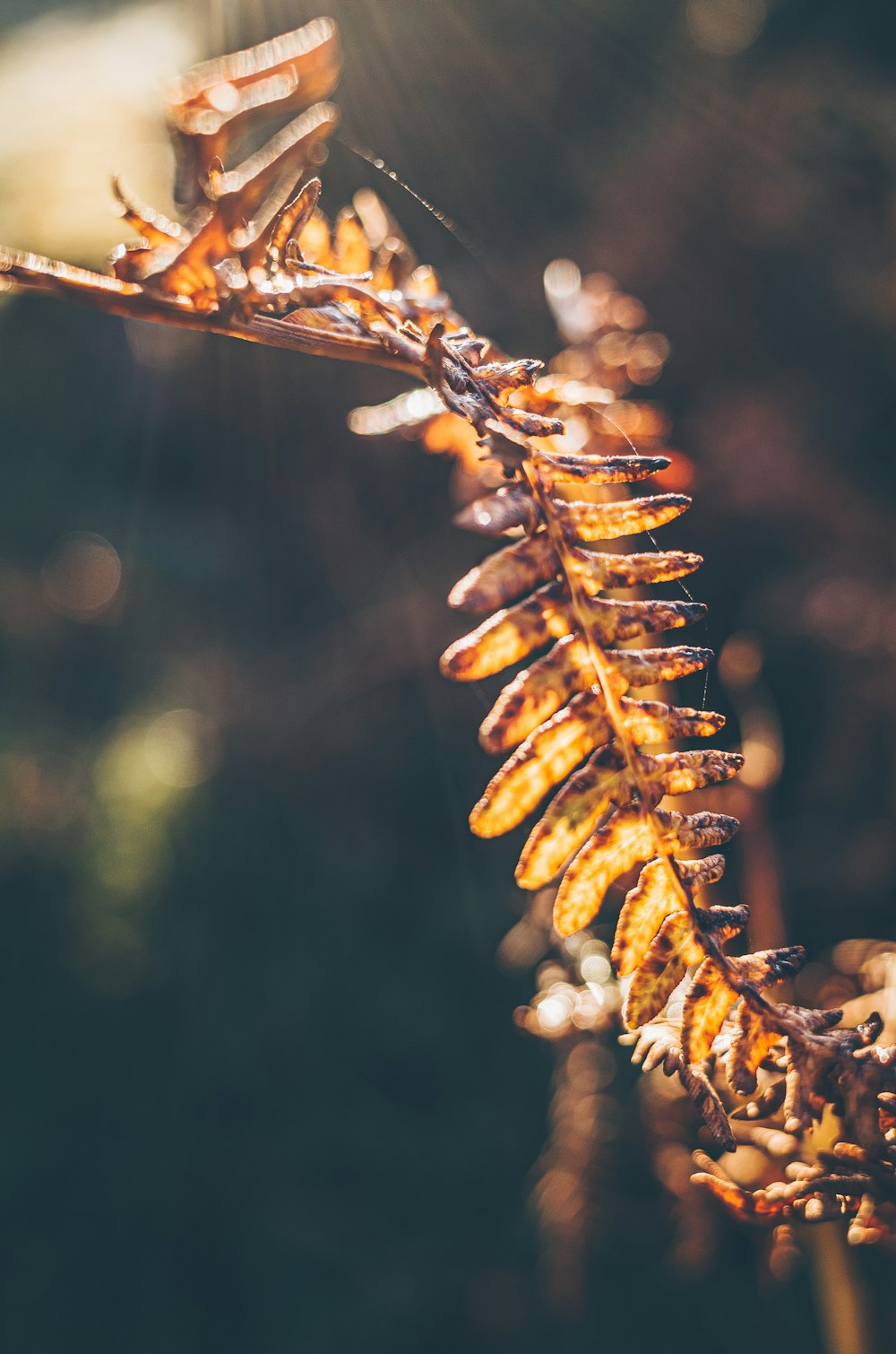 brown plant stem in tilt shift lens