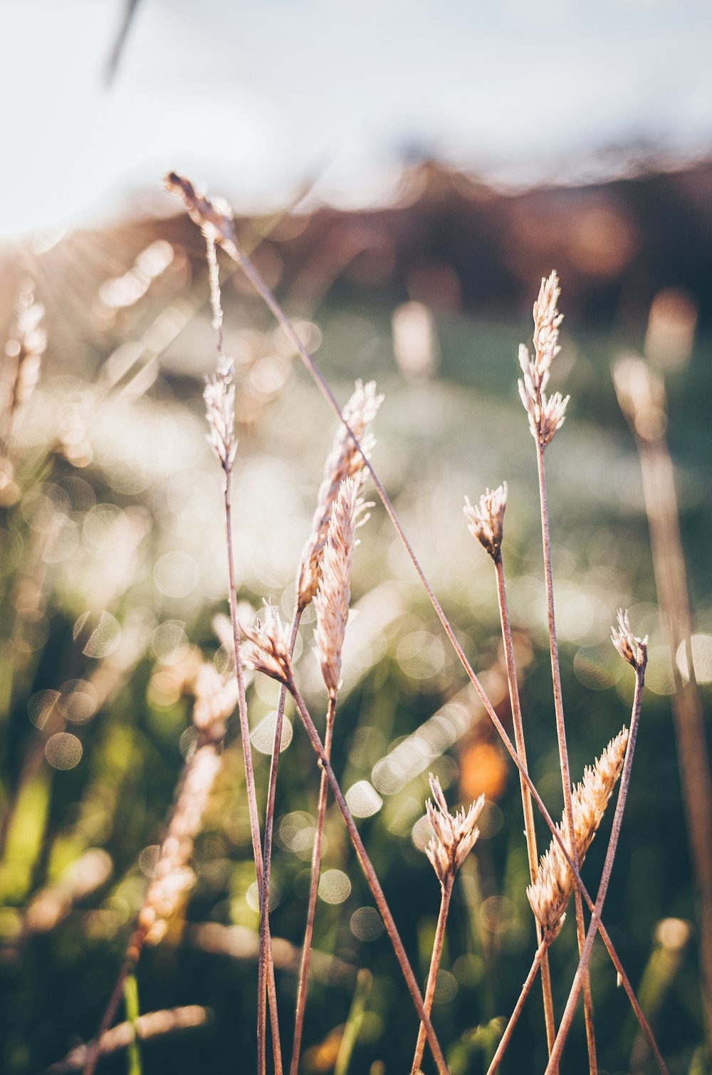 brown wheat in tilt shift lens