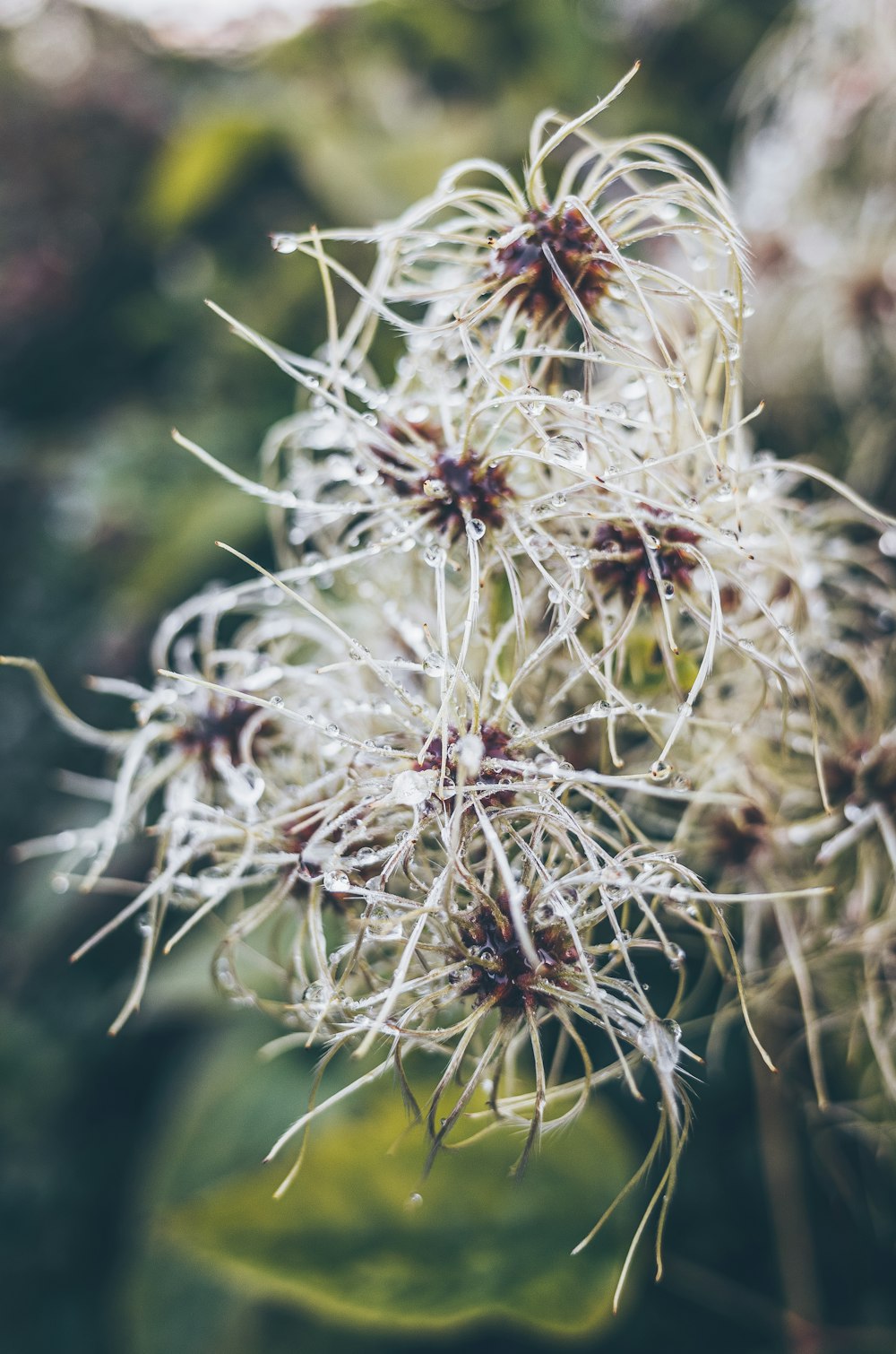 white and green flower in macro lens