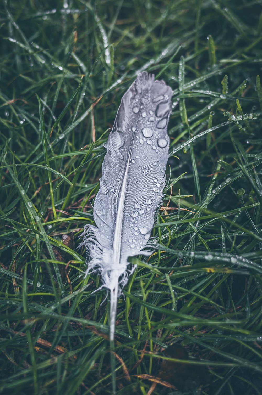 white feather on green grass