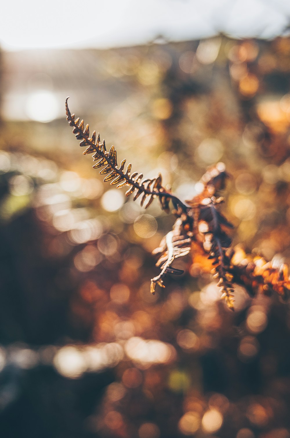 brown plant in tilt shift lens