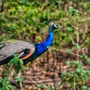 blue peacock on brown tree branch during daytime