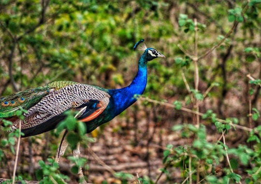 blue peacock on brown tree branch during daytime in Jim Corbett National Park India