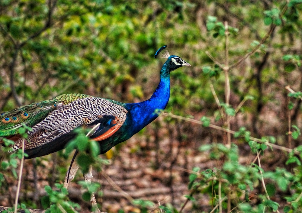 blue peacock on brown tree branch during daytime