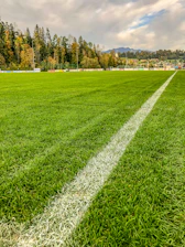 green grass field near green trees under blue sky during daytime