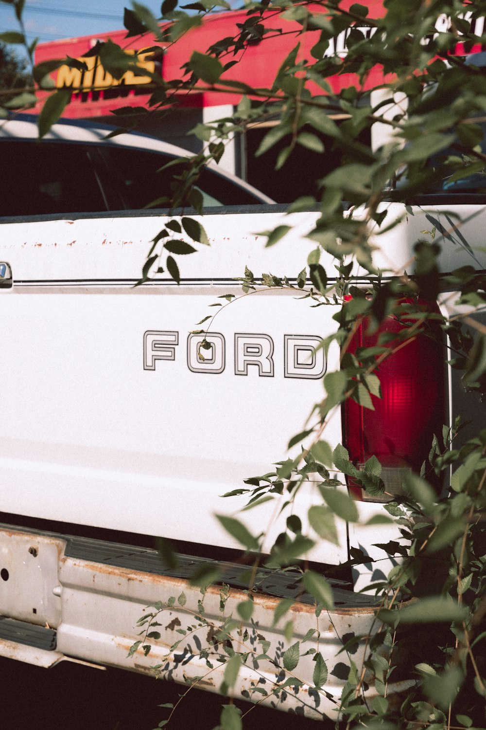 red rose on white truck