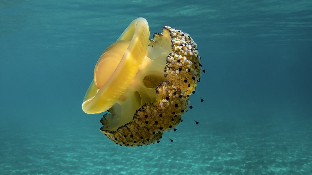 yellow jellyfish in blue water