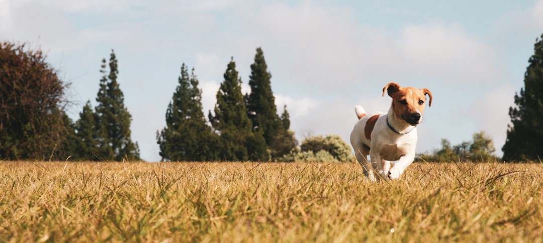 brown and white short coated dog on brown grass field during daytime