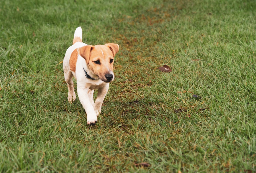 weißer und brauner kurzhaariger Hund tagsüber auf grünem Grasfeld