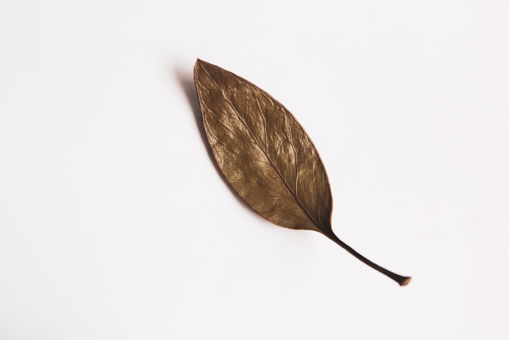 brown leaf on white surface