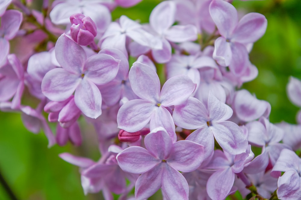 purple flowers in tilt shift lens