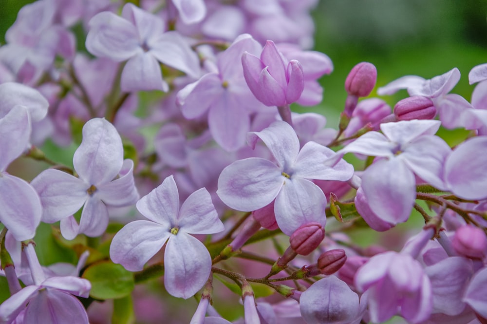 purple flowers in tilt shift lens