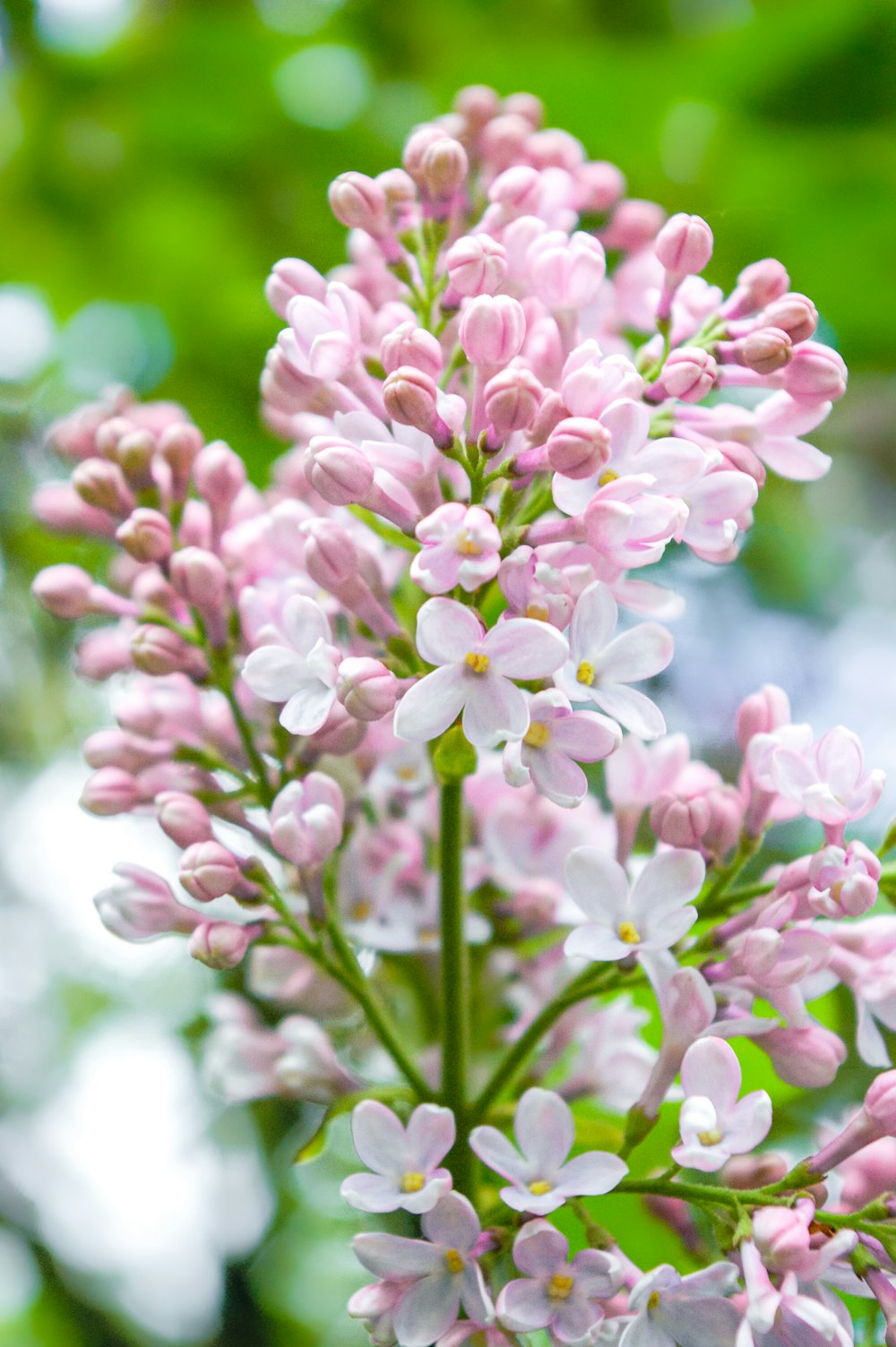 pink and white flowers in tilt shift lens