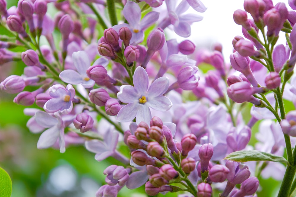 pink and white flowers in tilt shift lens