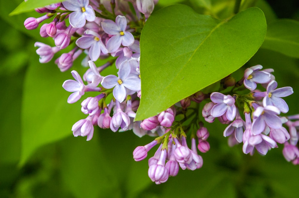 purple and white flowers in tilt shift lens