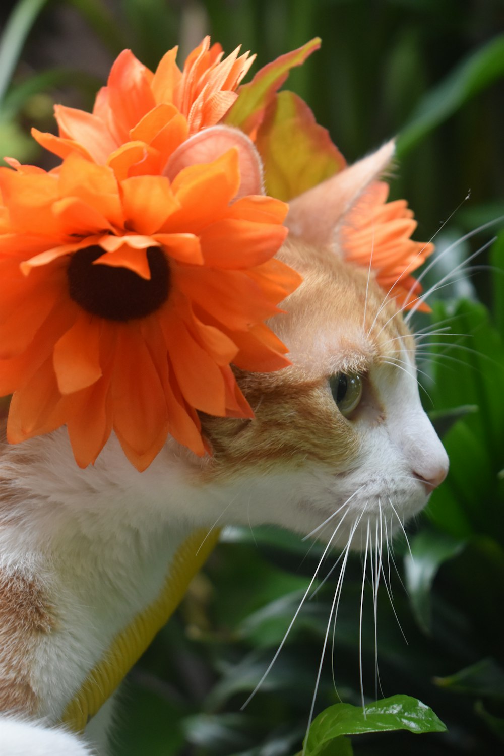 orange and white cat on black background