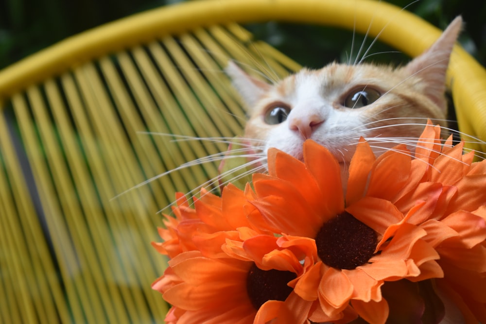 orange and white tabby kitten on yellow plastic basket
