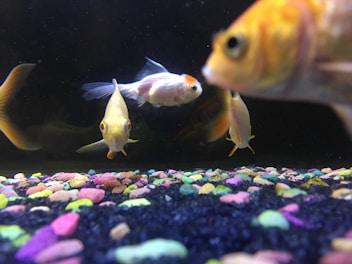 A close-up of various fish species in an aquarium.