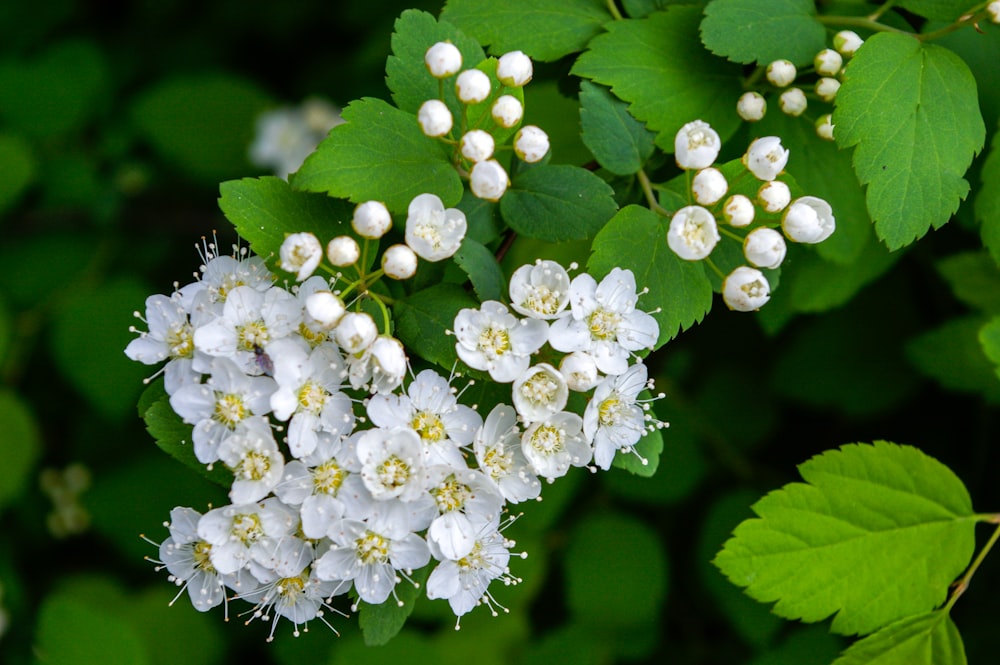 white flowers with green leaves