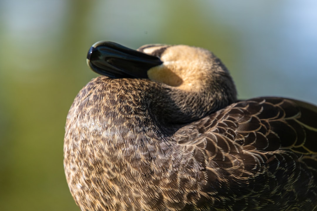 brown and black duck on water