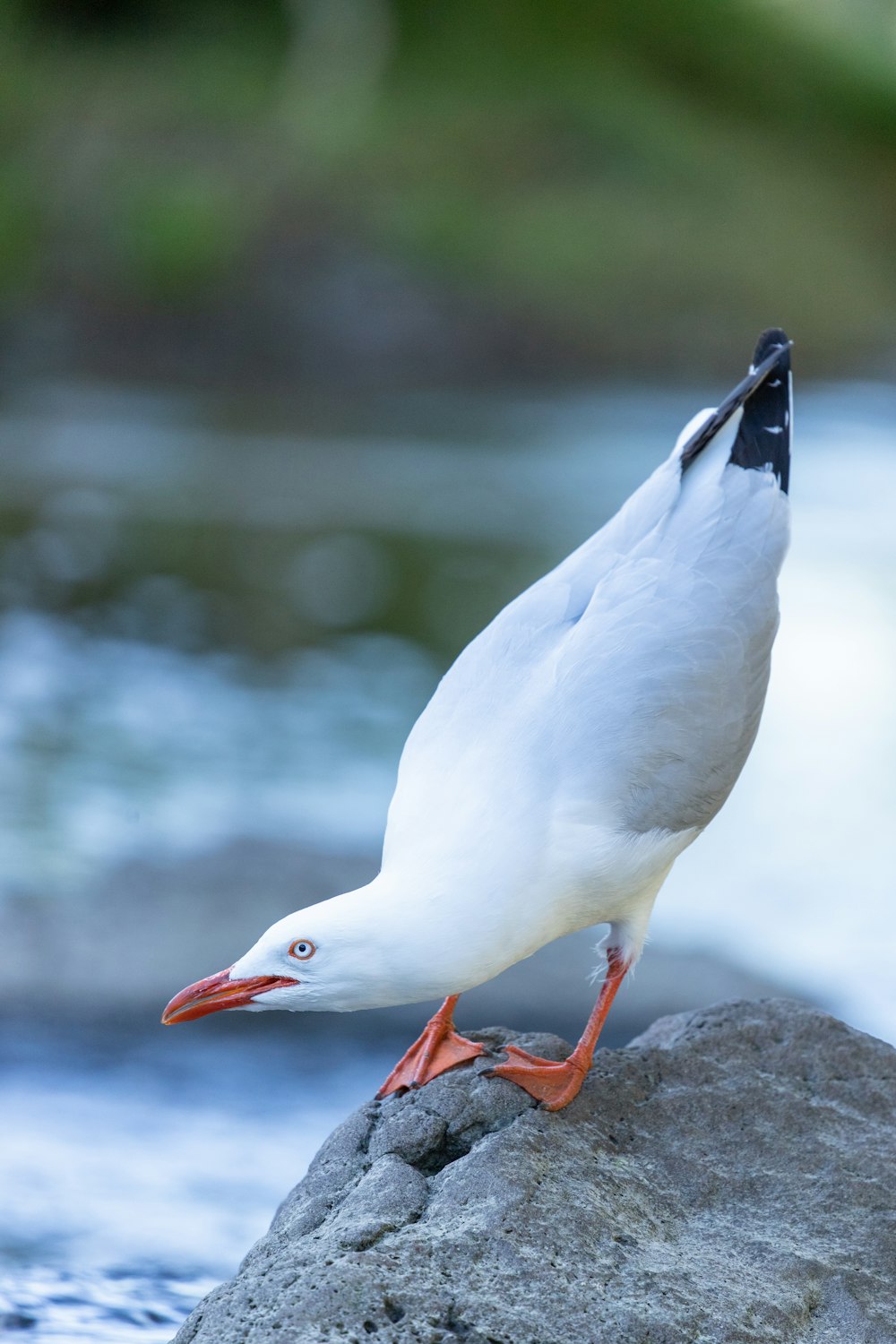 white bird on gray rock