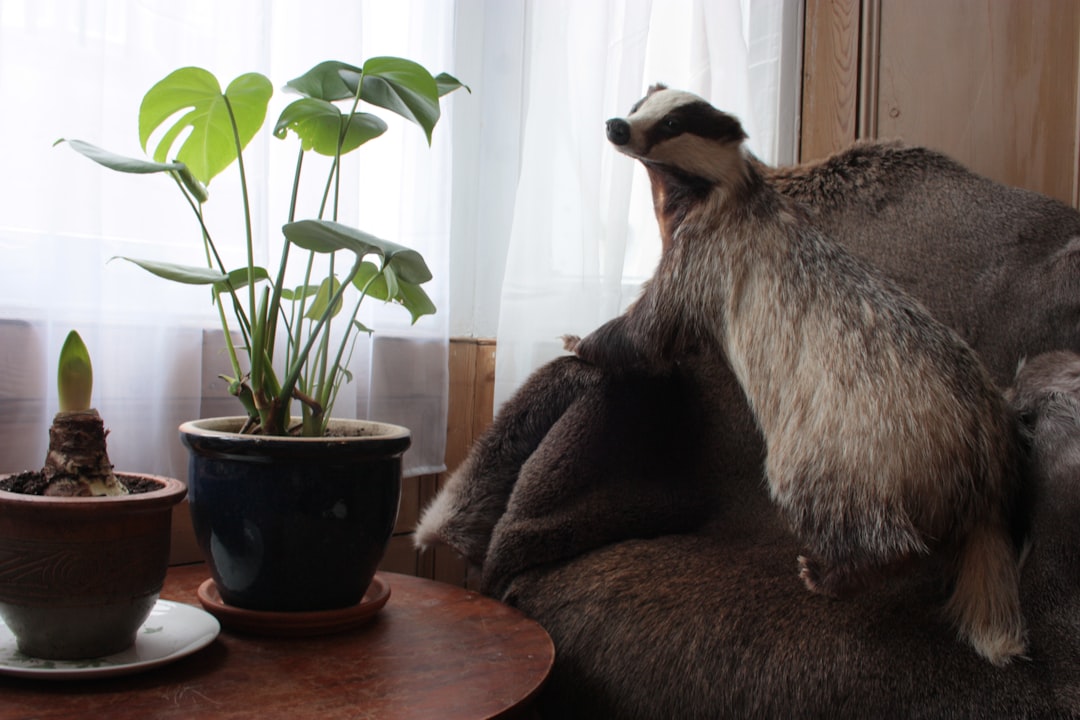 gray and white penguin plush toy on brown wooden table