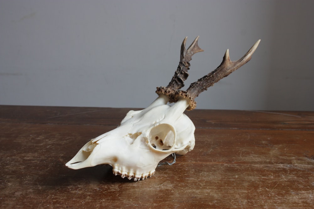 white ceramic bird figurine on brown wooden table