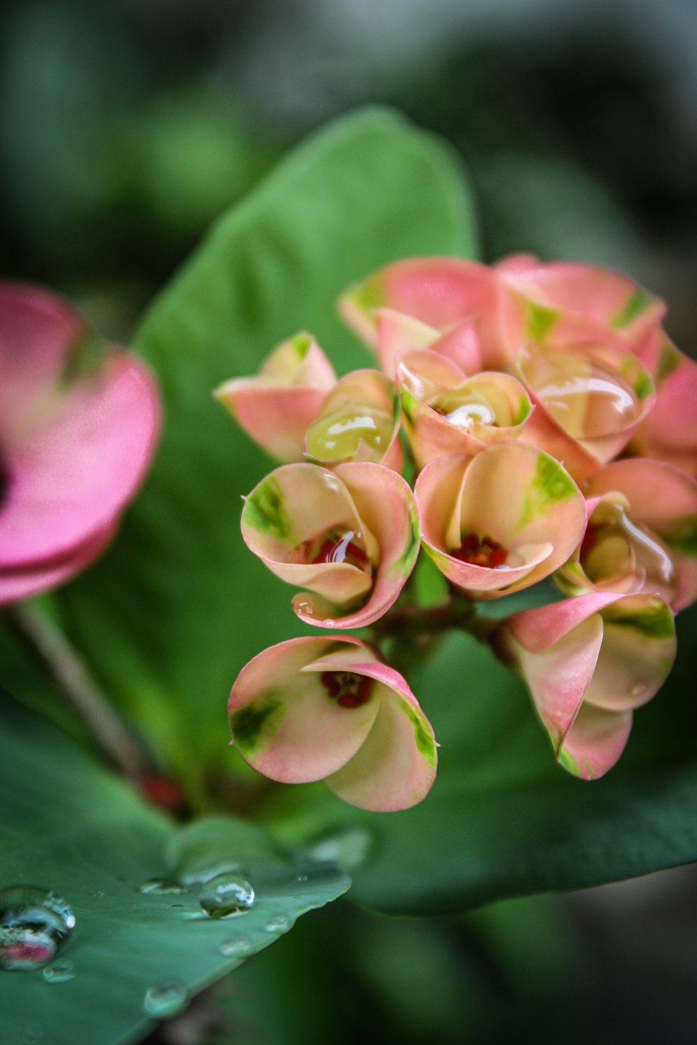 pink and green flower in macro shot