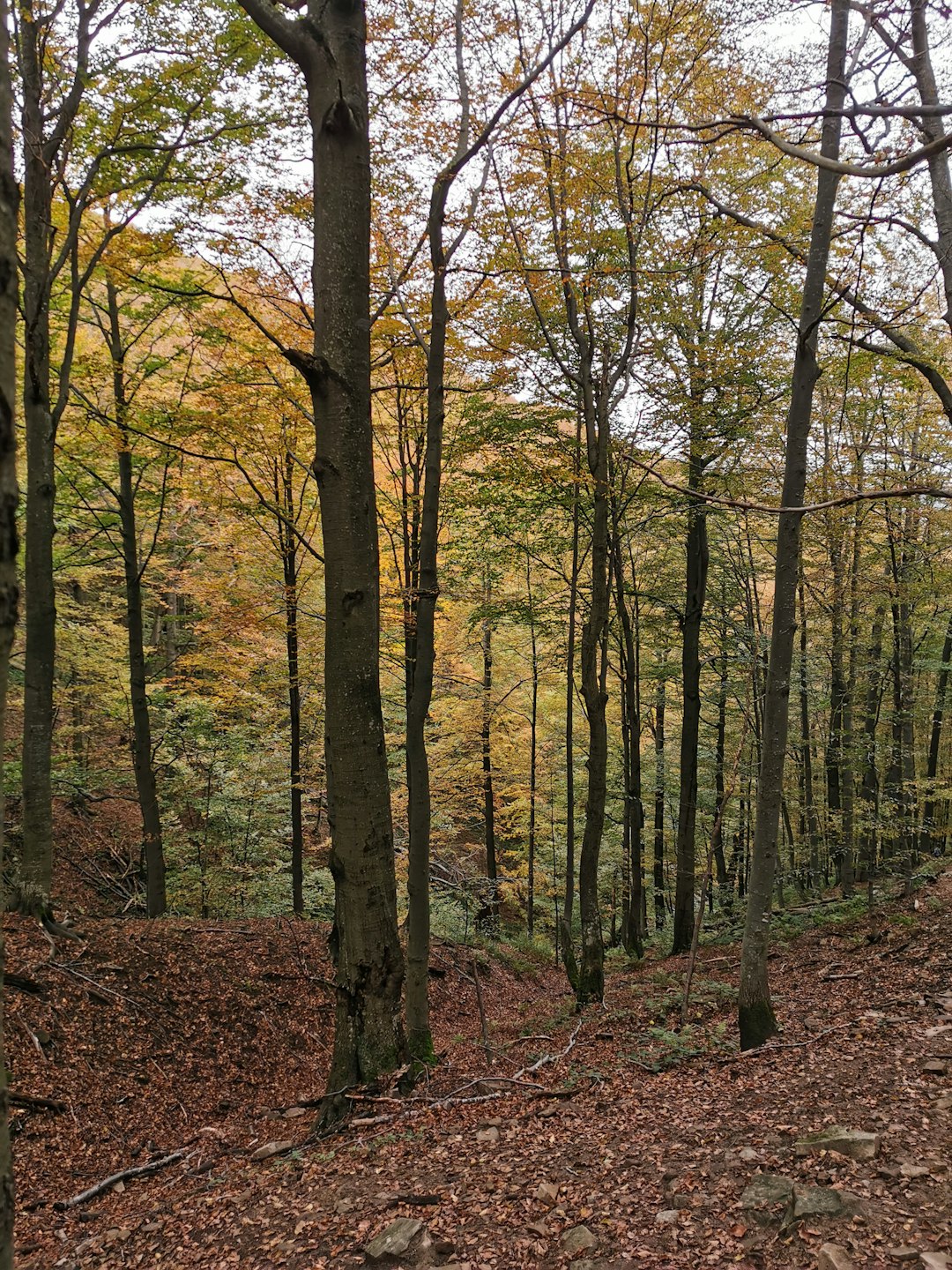 Forest photo spot Bieszczady Solina, Poland