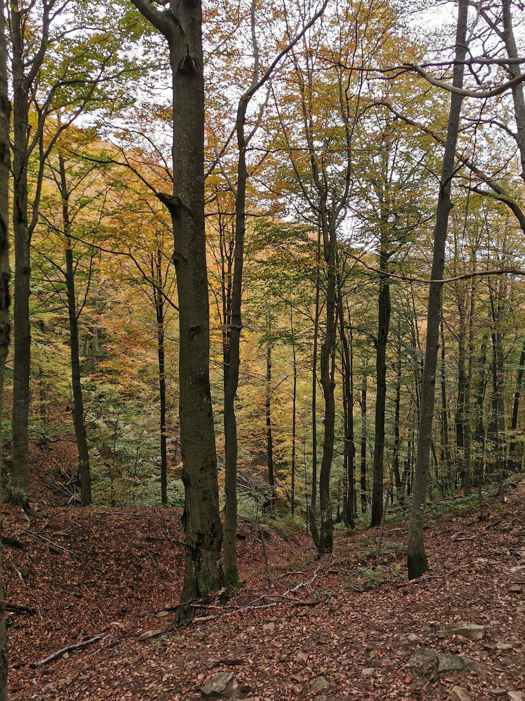 Forest photo spot Bieszczady Solina