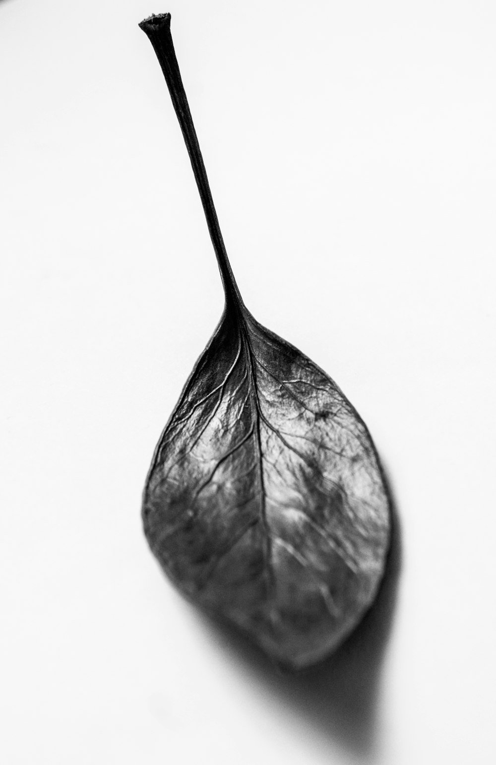 grayscale photo of leaf on white surface