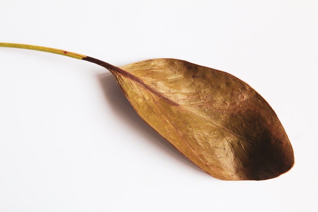 brown leaf on white surface