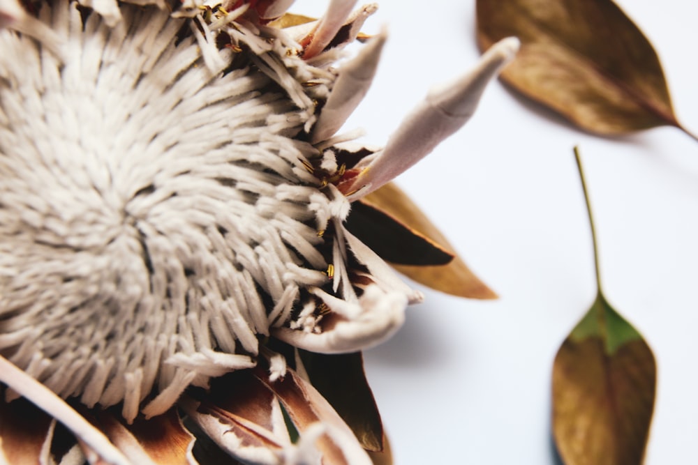 white and brown flower petals