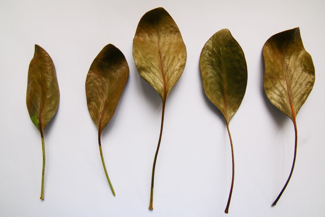 green leaves on white surface