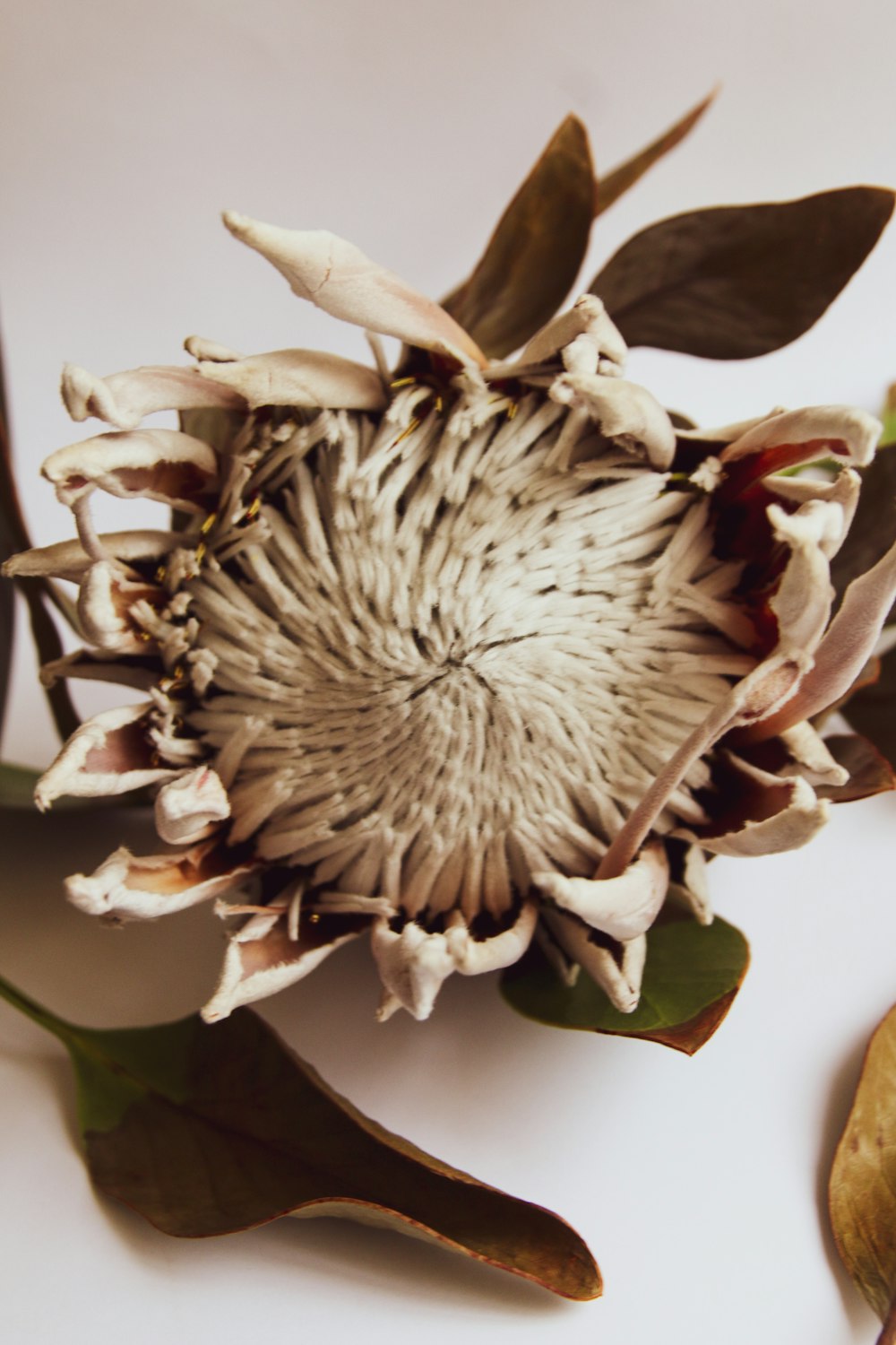 white and brown flower on white surface