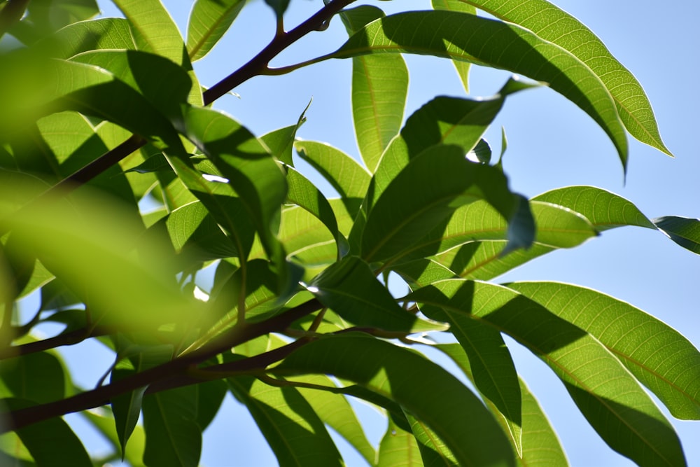 green bird on tree branch during daytime