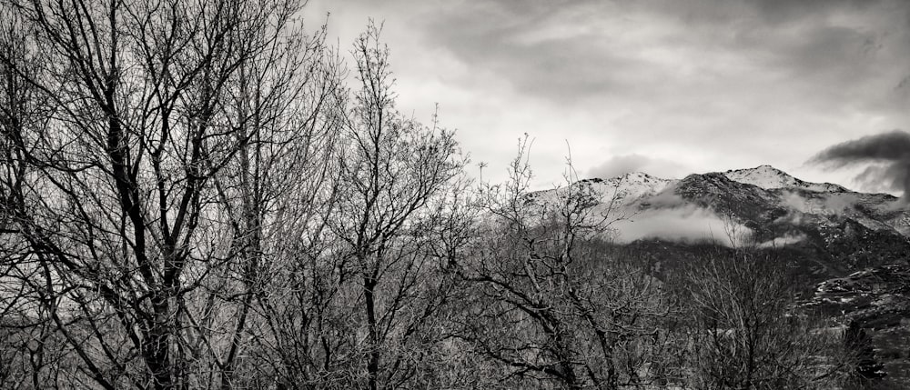 green trees on mountain under cloudy sky during daytime