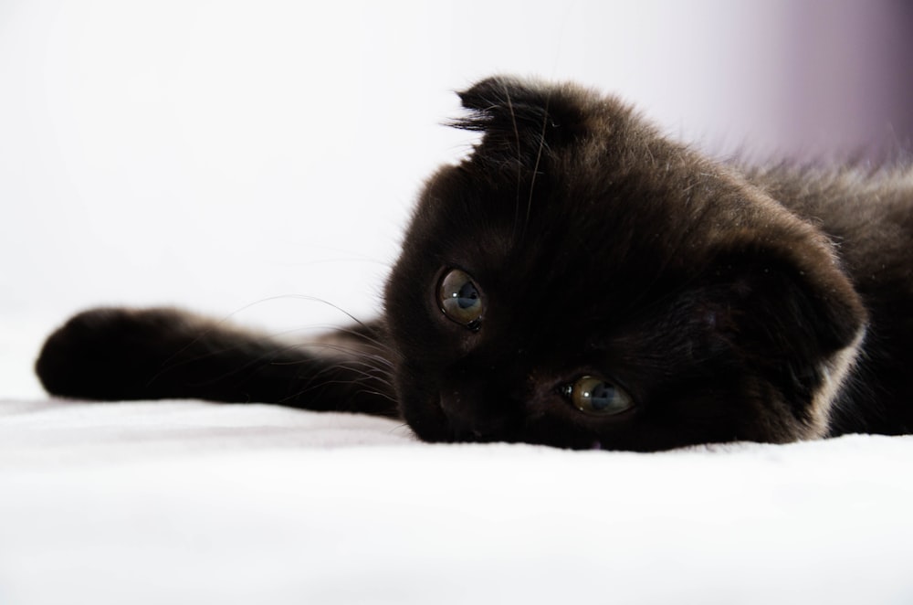 black cat lying on white textile