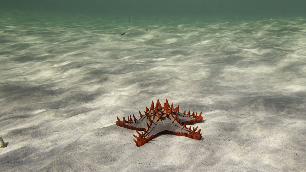 estrela-do-mar vermelha no corpo de água durante o dia